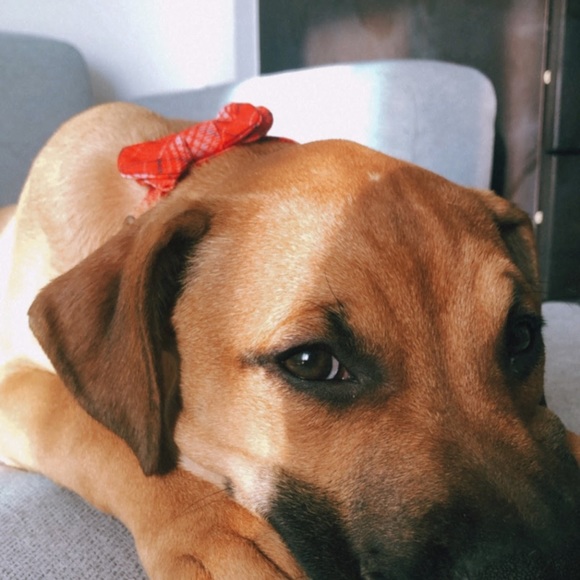 5/$20 Festive Plaid Dog Collar with Bow, Size Small - Picture 5 of 7